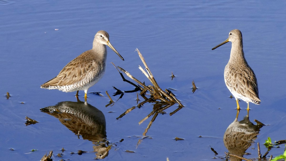 Long-billed Dowitcher - ML530967831