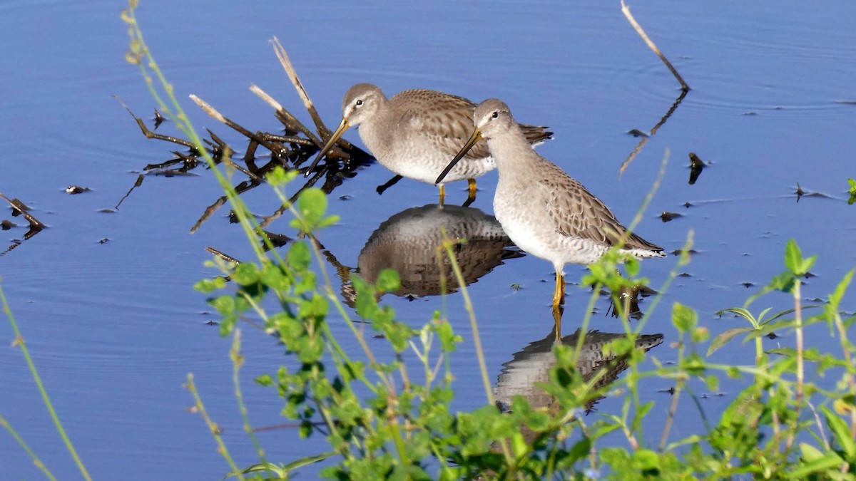 Long-billed Dowitcher - ML530967841