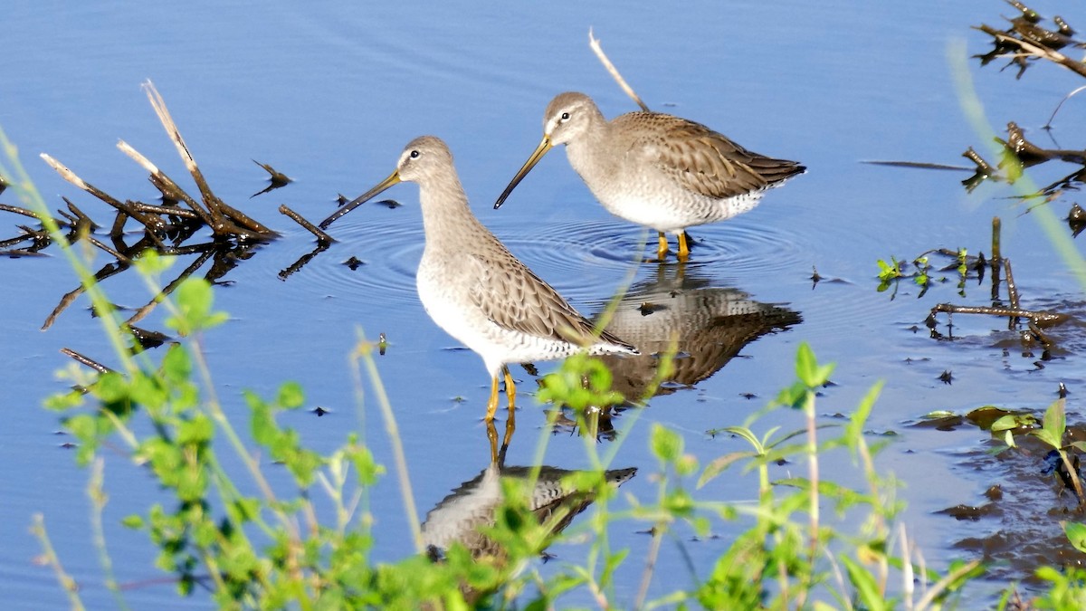 langnebbekkasinsnipe - ML530967861