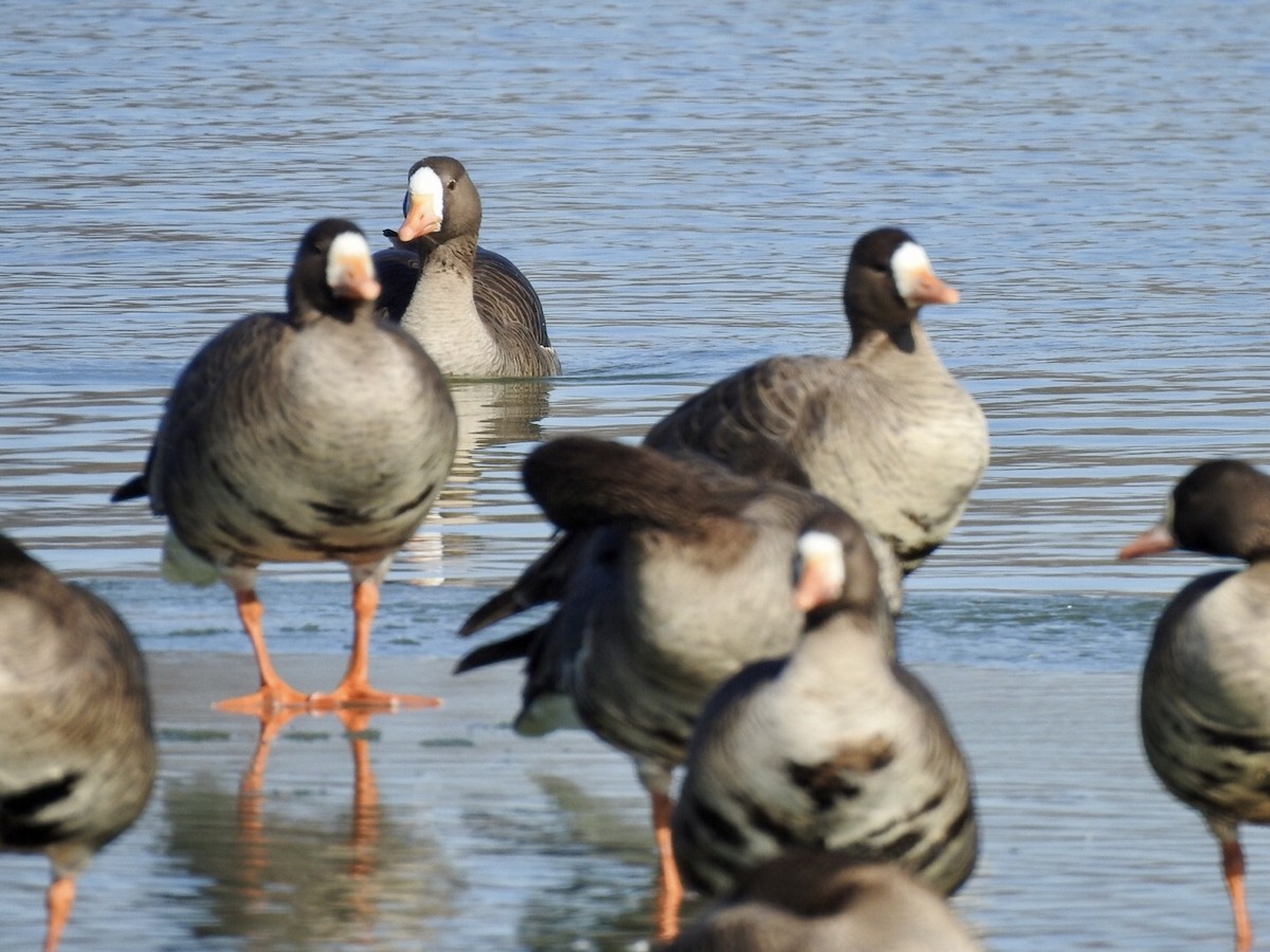 Greater White-fronted Goose - ML530968611