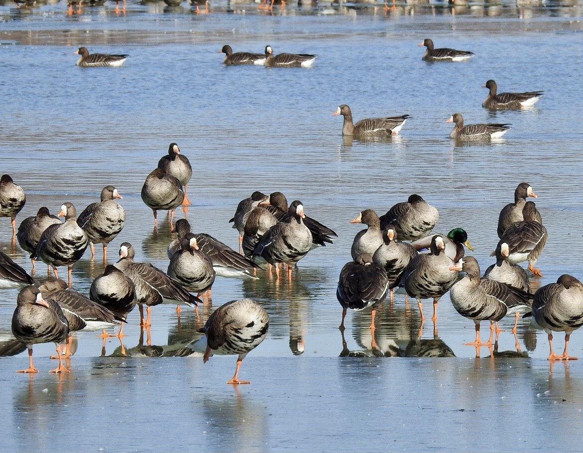 Greater White-fronted Goose - ML530968621