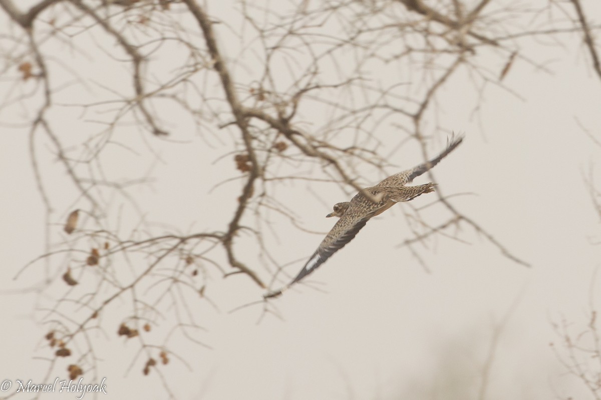 Spotted Thick-knee - ML530969251