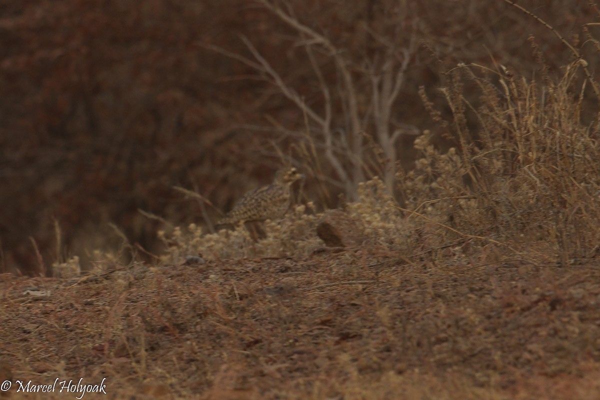 Spotted Thick-knee - ML530969261