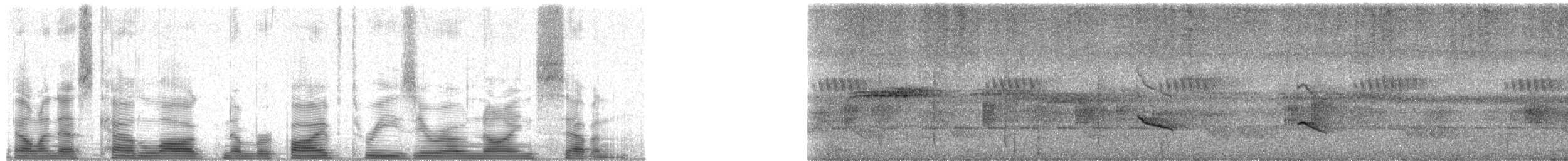 Camaroptère à tête grise (groupe brevicaudata) - ML53097