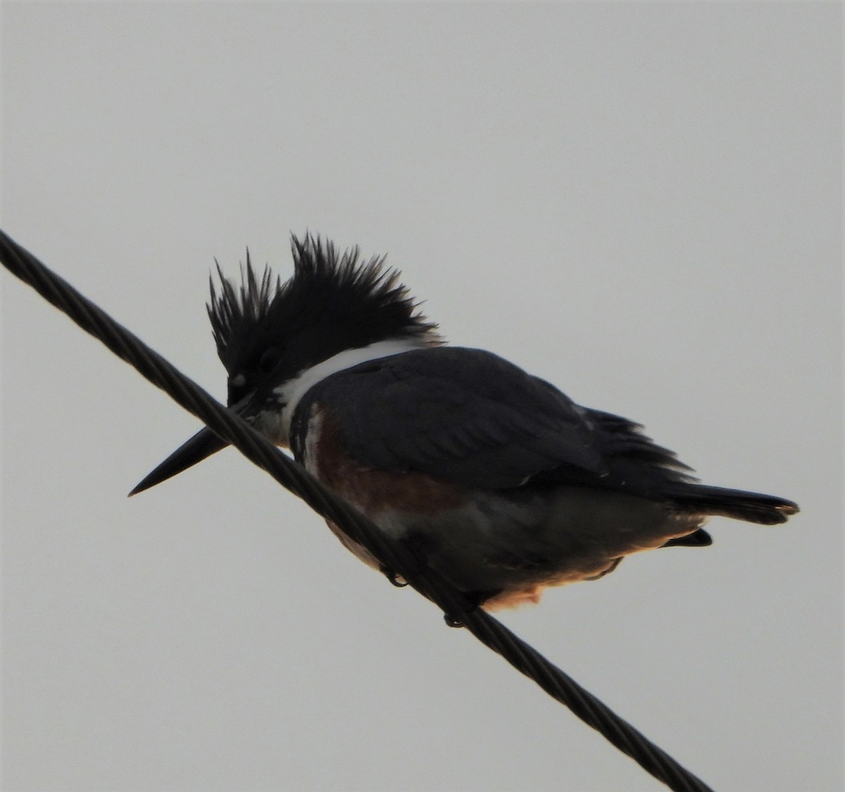 Martin-pêcheur d'Amérique - ML530970121