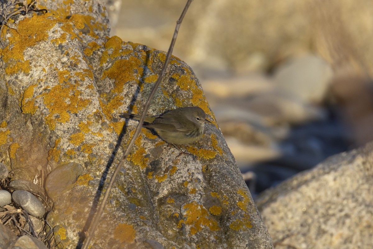 Orange-crowned Warbler - ML530970221