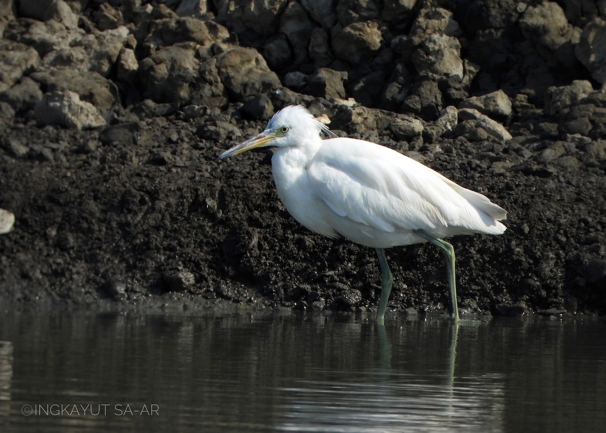 Chinese Egret - ML530970521