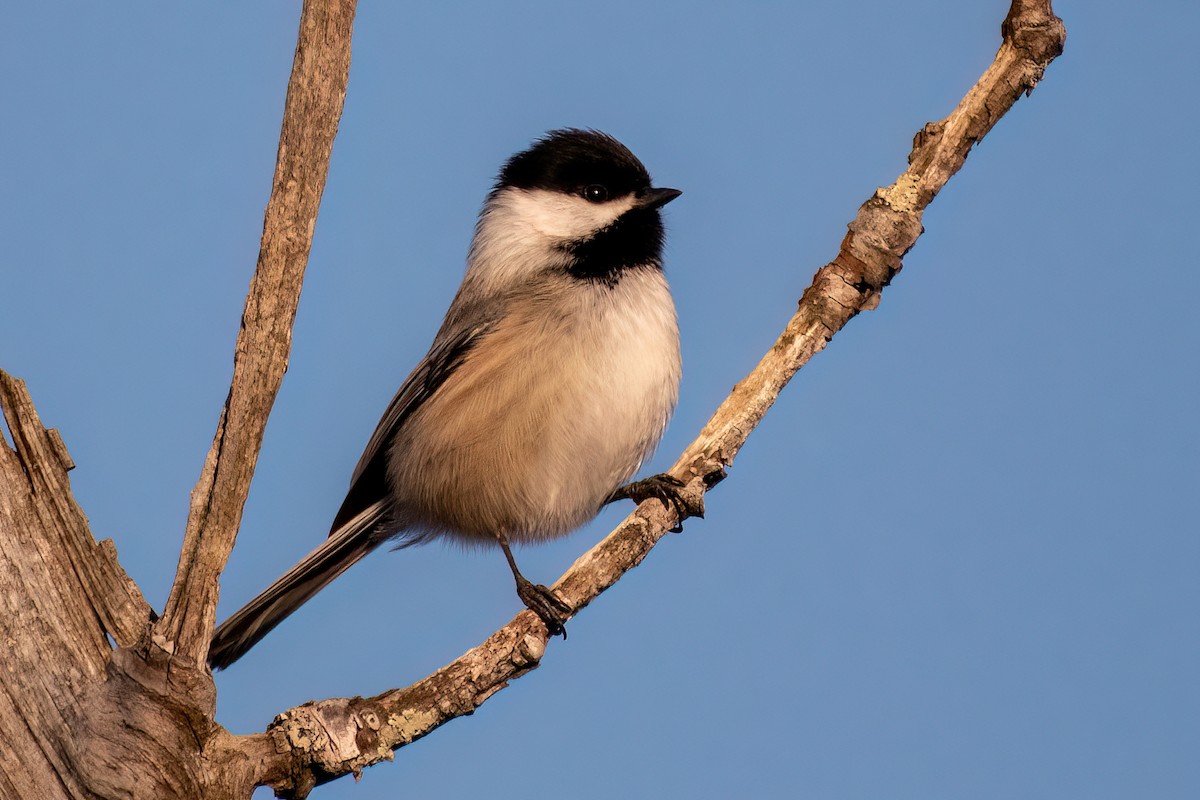 Mésange à tête noire - ML530970741