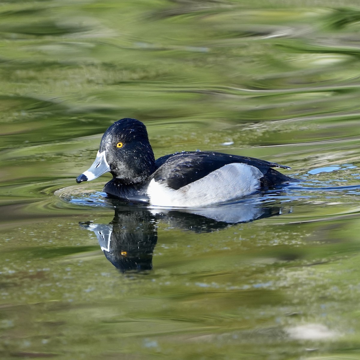 Ring-necked Duck - Joe RouLaine