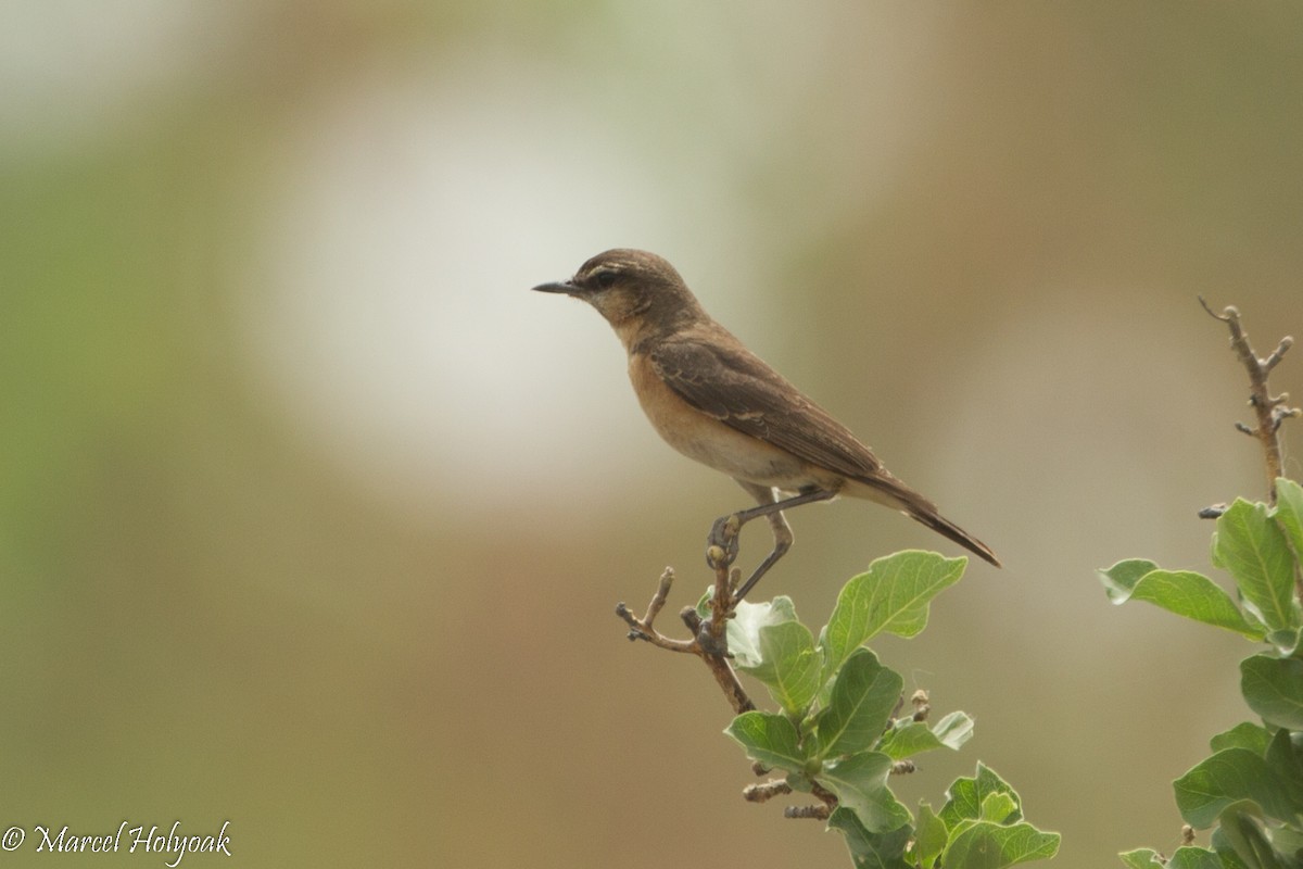 Heuglin's Wheatear - ML530973621