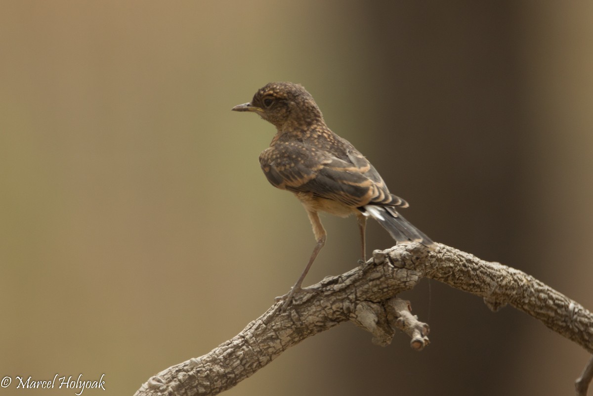 Heuglin's Wheatear - ML530973631