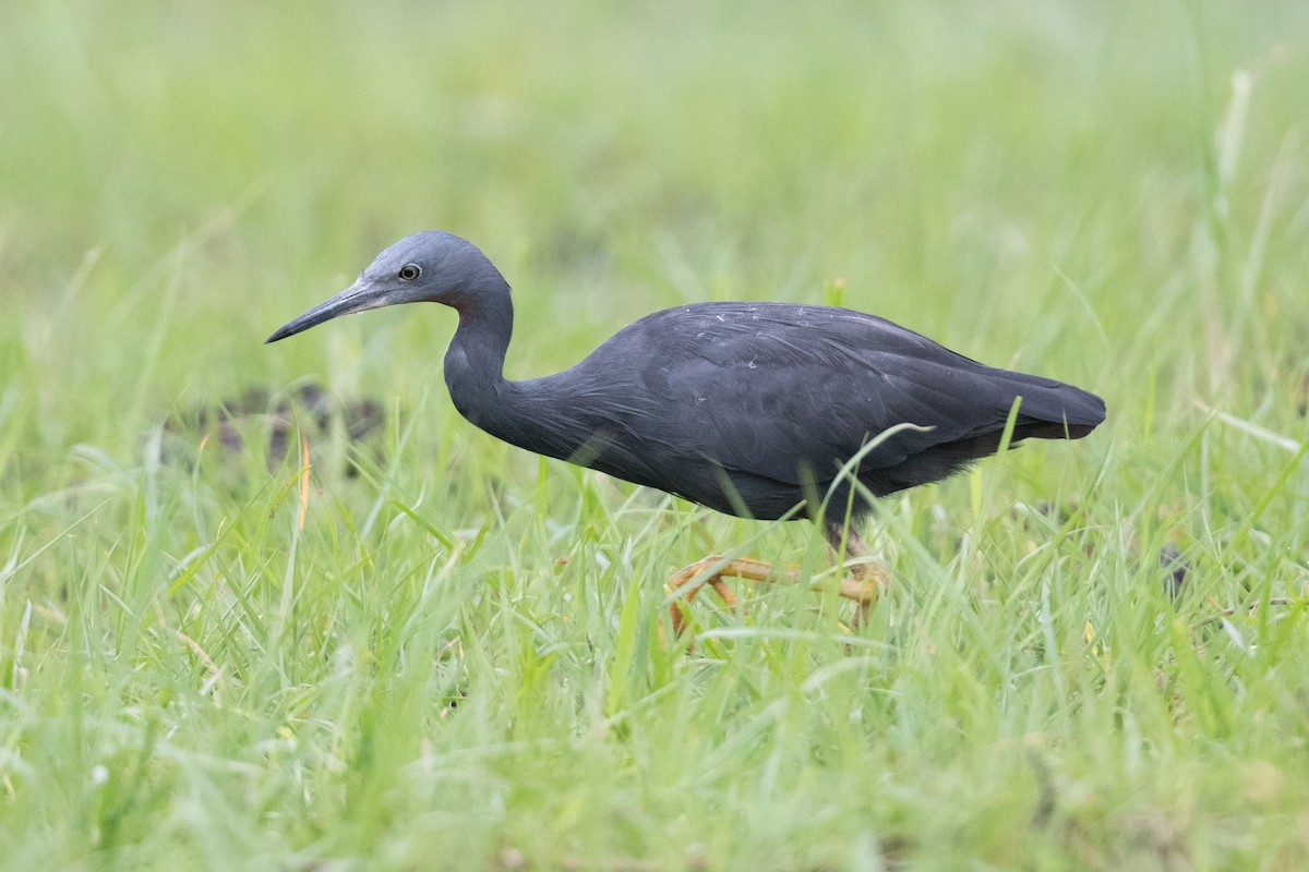 Slaty Egret - ML530974101