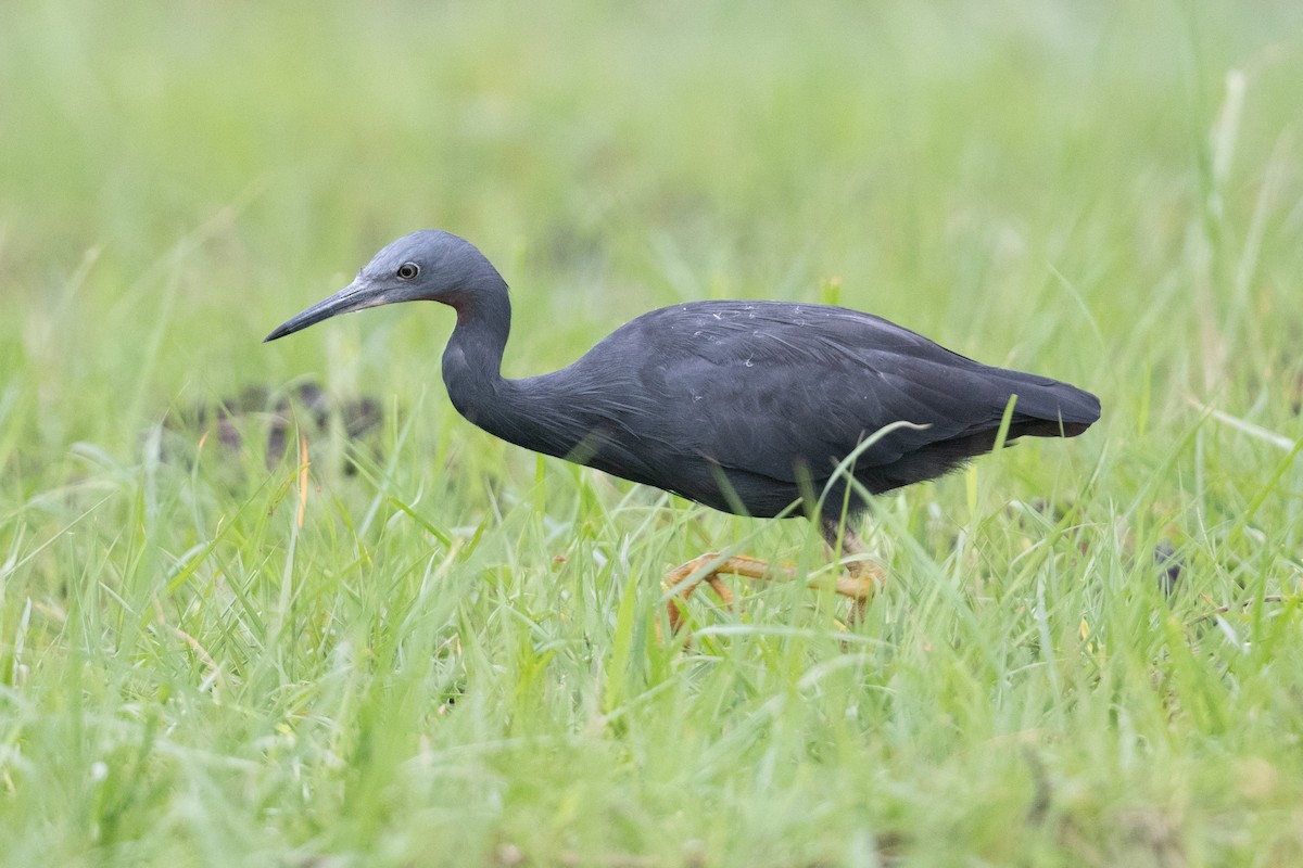 Slaty Egret - John C. Mittermeier