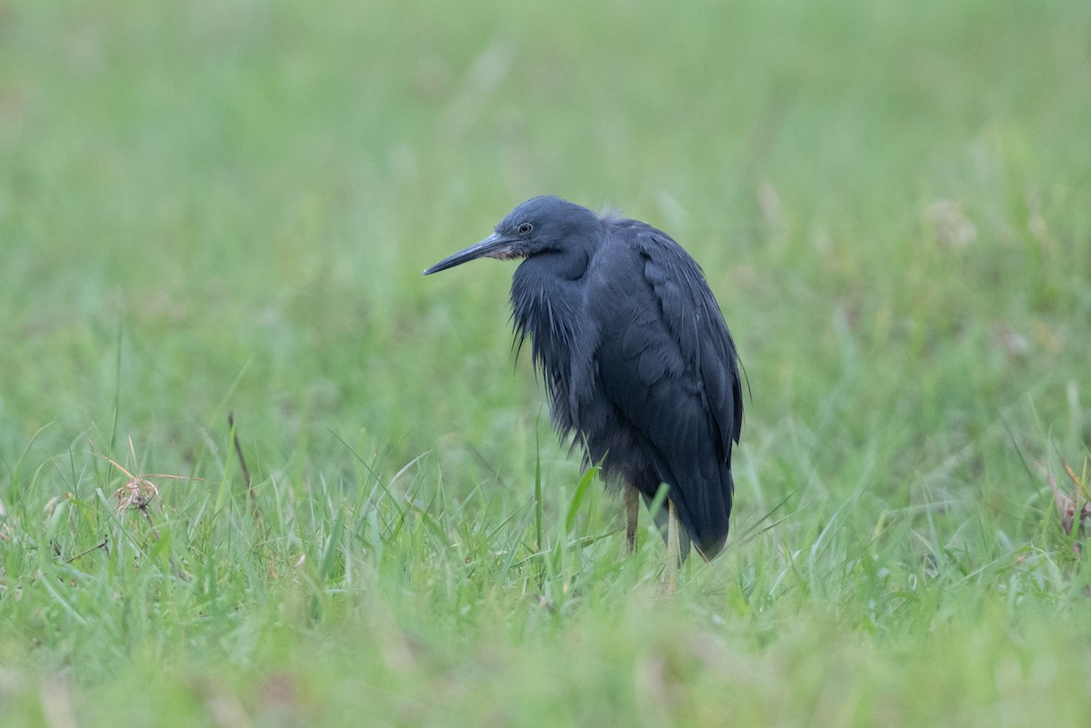 Slaty Egret - ML530974201