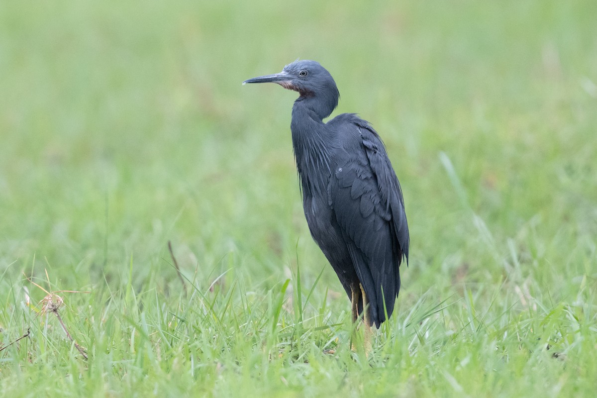 Slaty Egret - ML530974241
