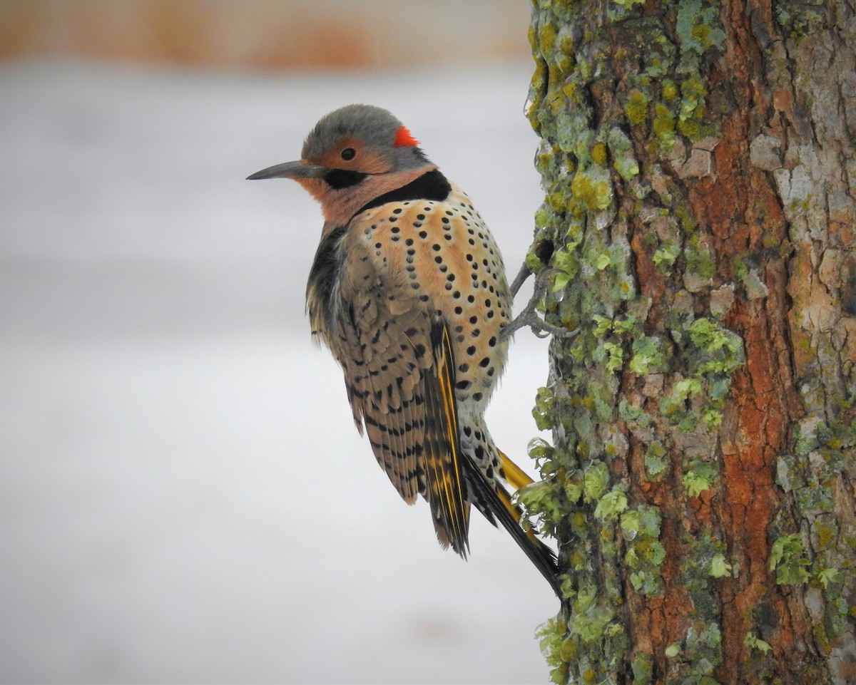 Northern Flicker (Yellow-shafted) - Caden Williams