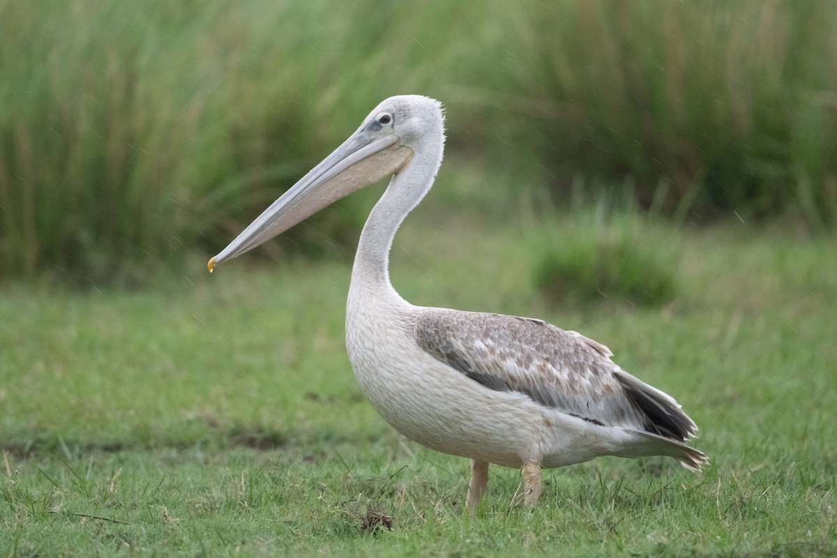 Pink-backed Pelican - John C. Mittermeier