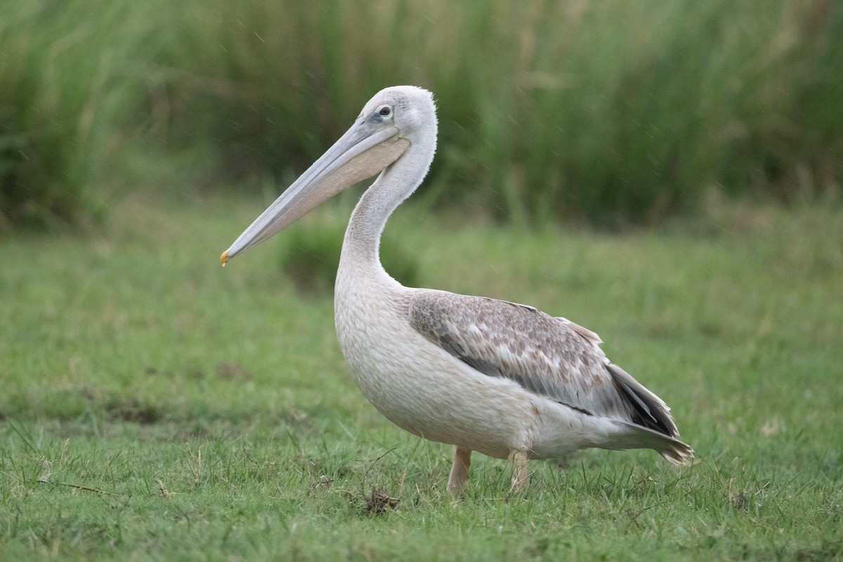 Pink-backed Pelican - John C. Mittermeier