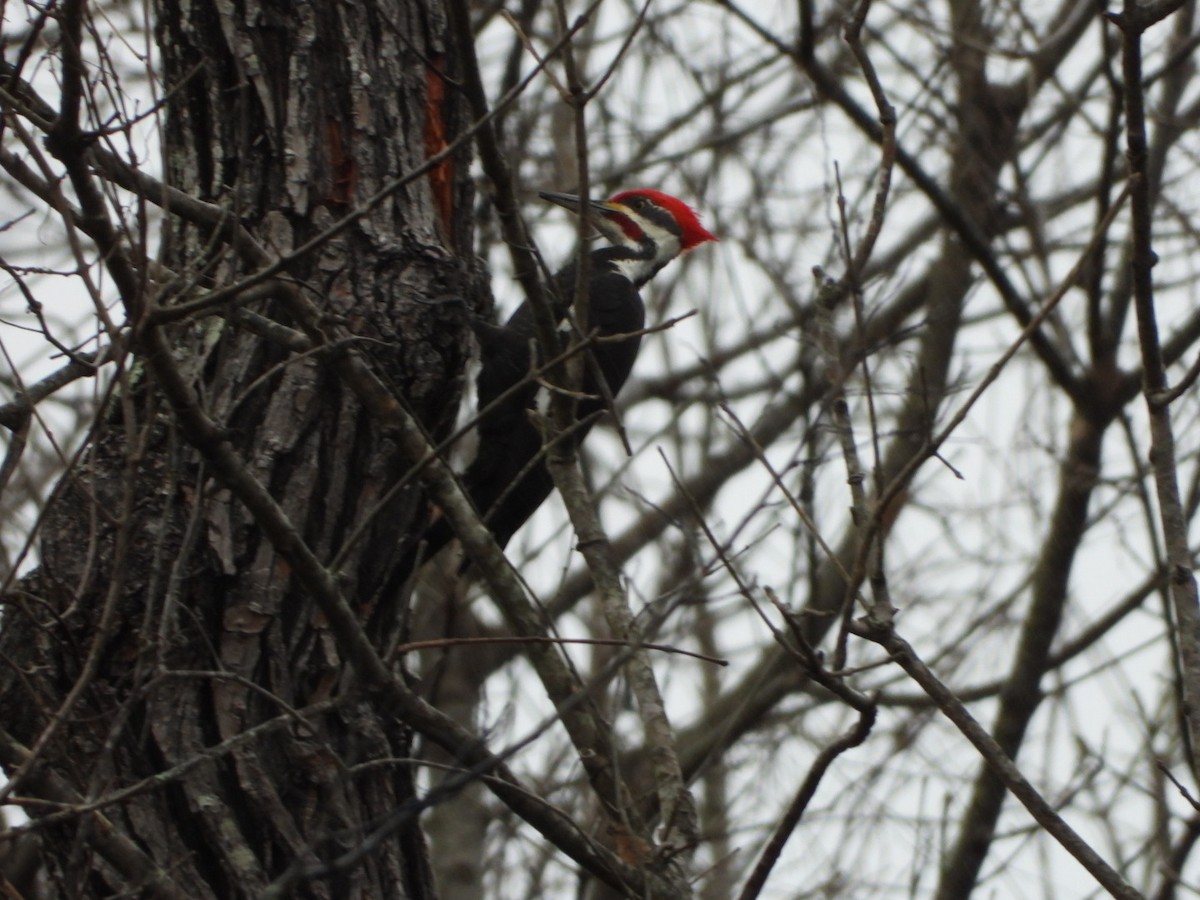 Pileated Woodpecker - ML530977421