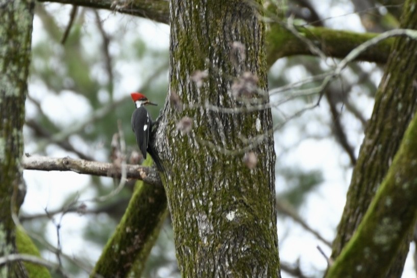 Pileated Woodpecker - ML530977431