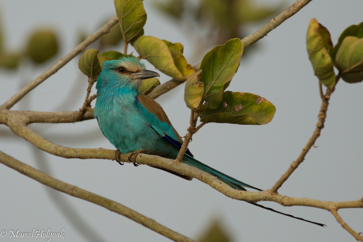 Abyssinian Roller - ML530978631