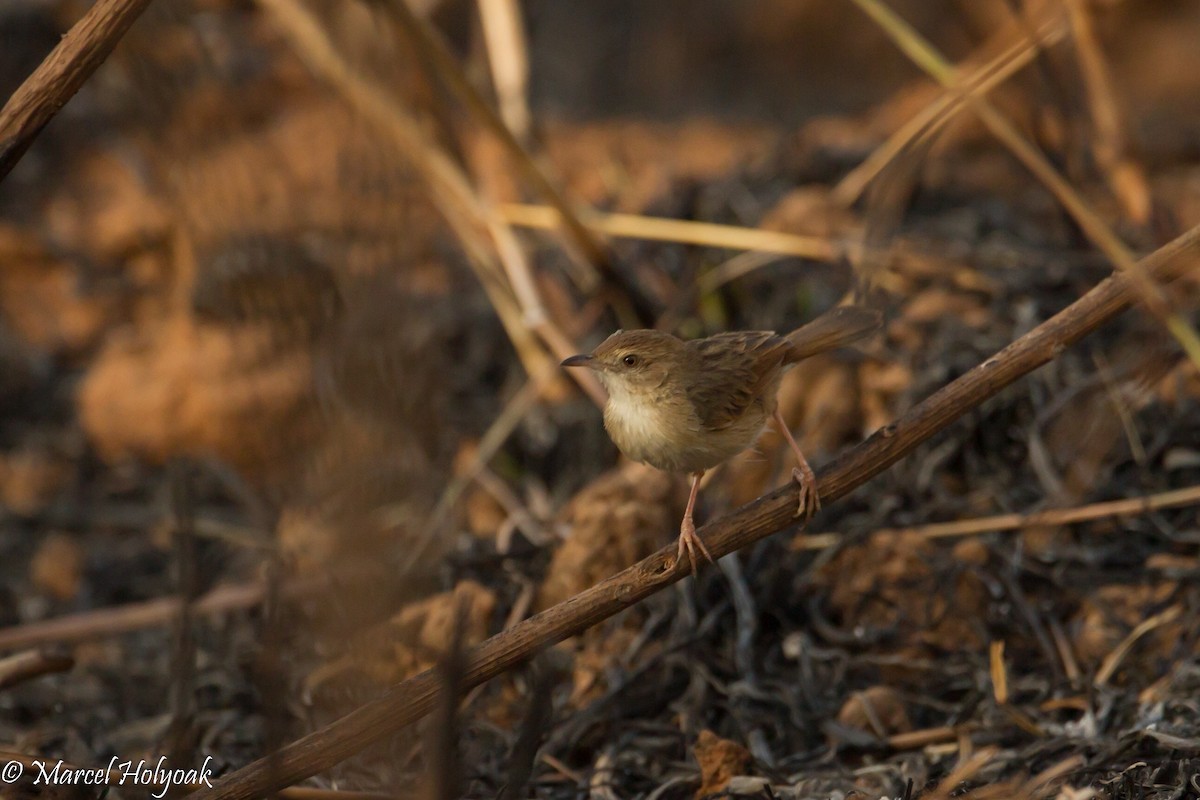 Winding Cisticola - ML530978731