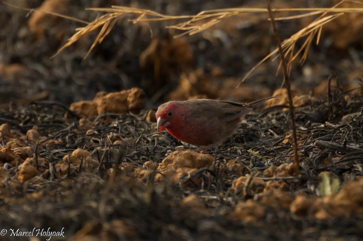 Bar-breasted Firefinch - ML530978841