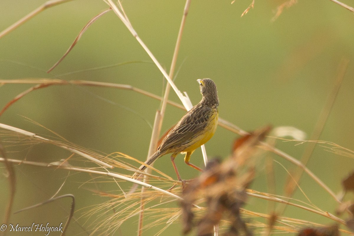 Yellow-throated Longclaw - ML530979011