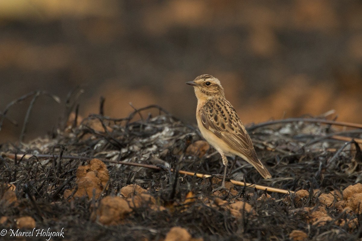 Whinchat - ML530979051