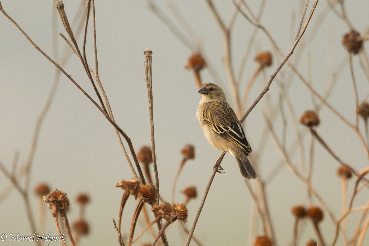 Marsh Widowbird - ML530979231