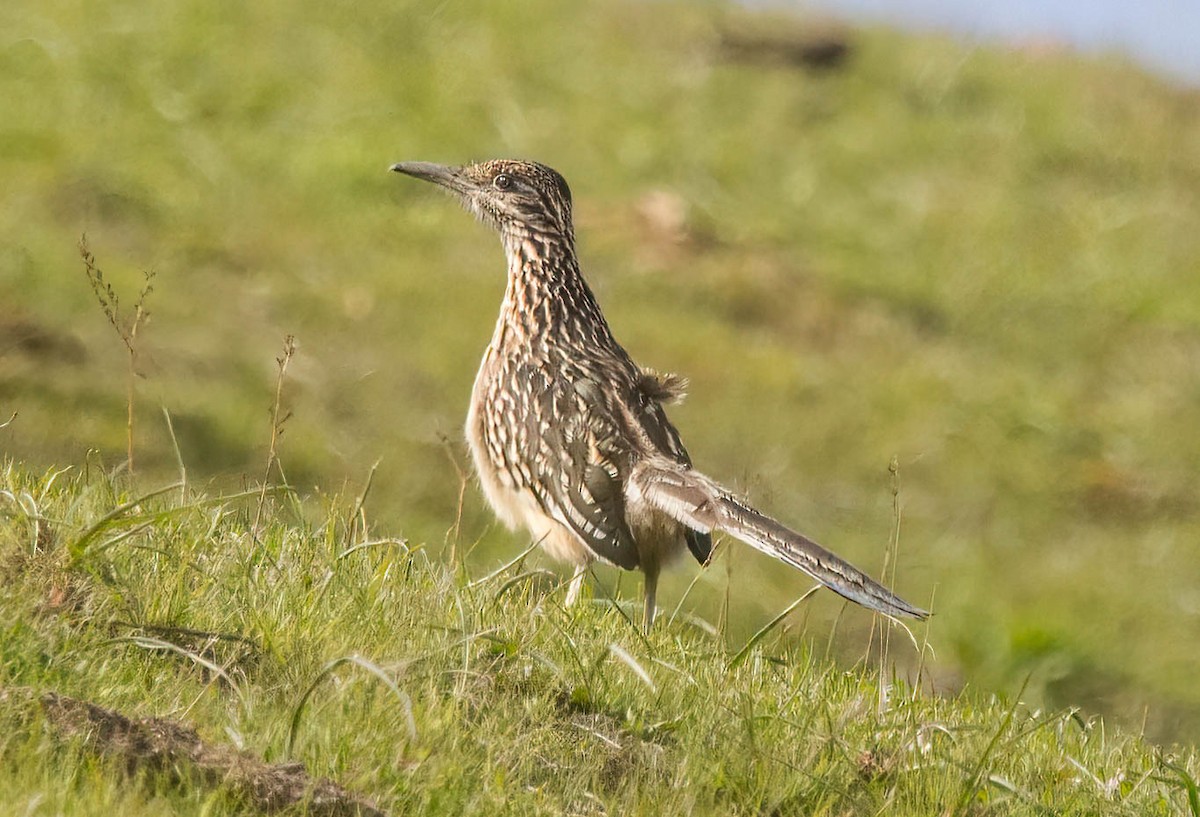 Greater Roadrunner - ML530982491