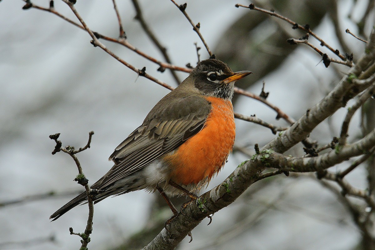 American Robin - ML530983031