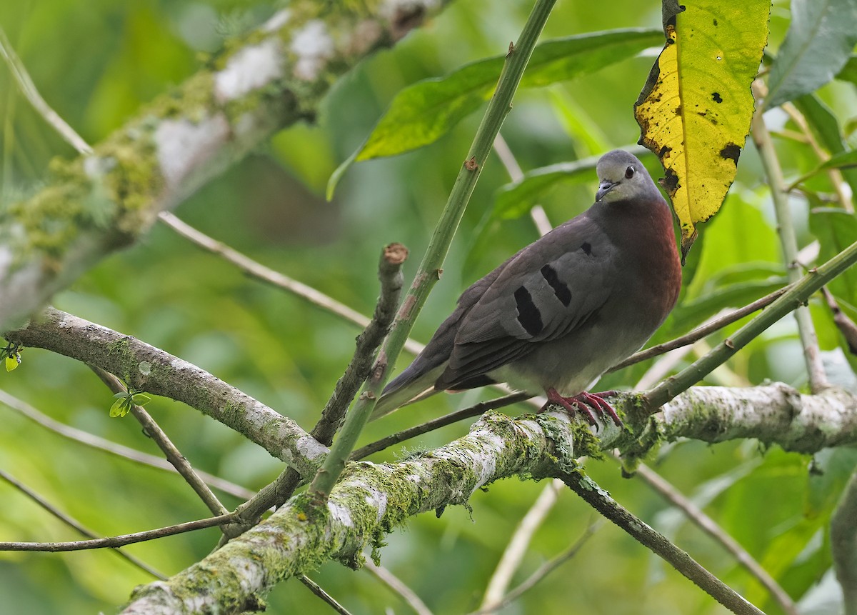 Maroon-chested Ground Dove - Sam Woods