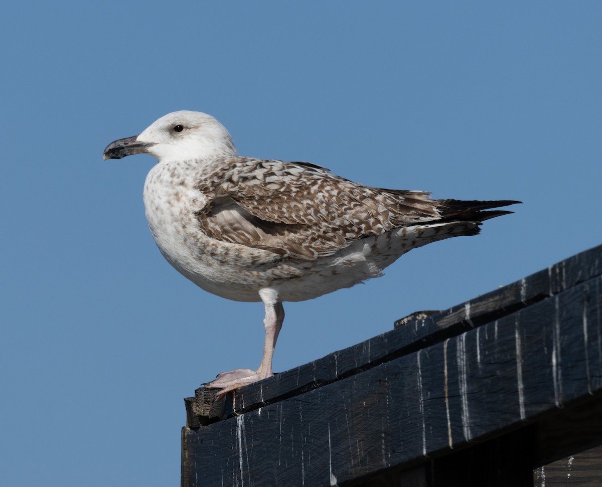 Great Black-backed Gull - ML530984301