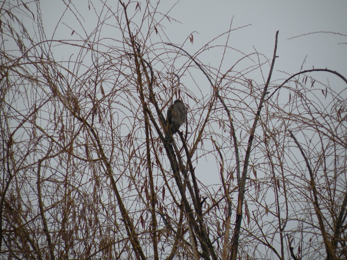 Sharp-shinned Hawk - ML530984781