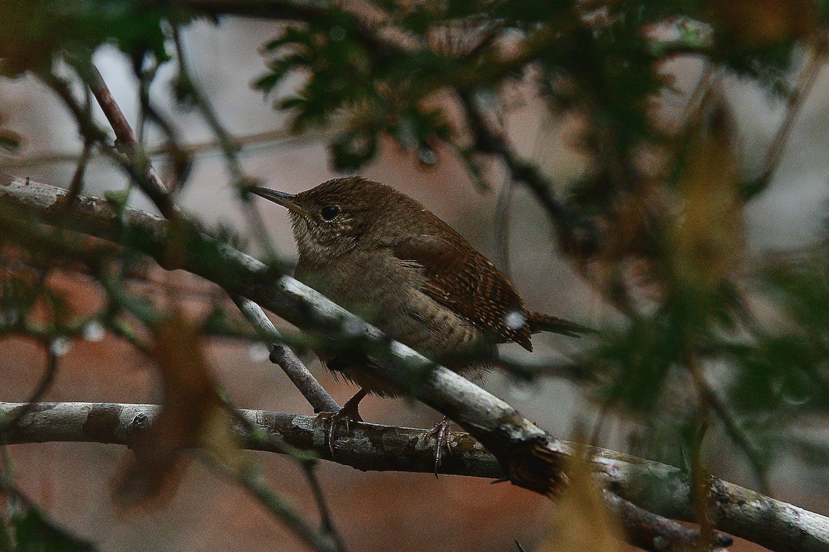 Northern House Wren - ML530984951