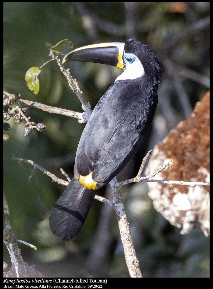 Channel-billed Toucan - Peter Kondrashov