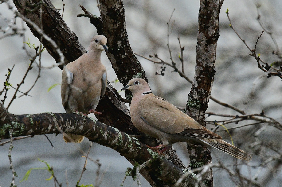 Eurasian Collared-Dove - ML530985261