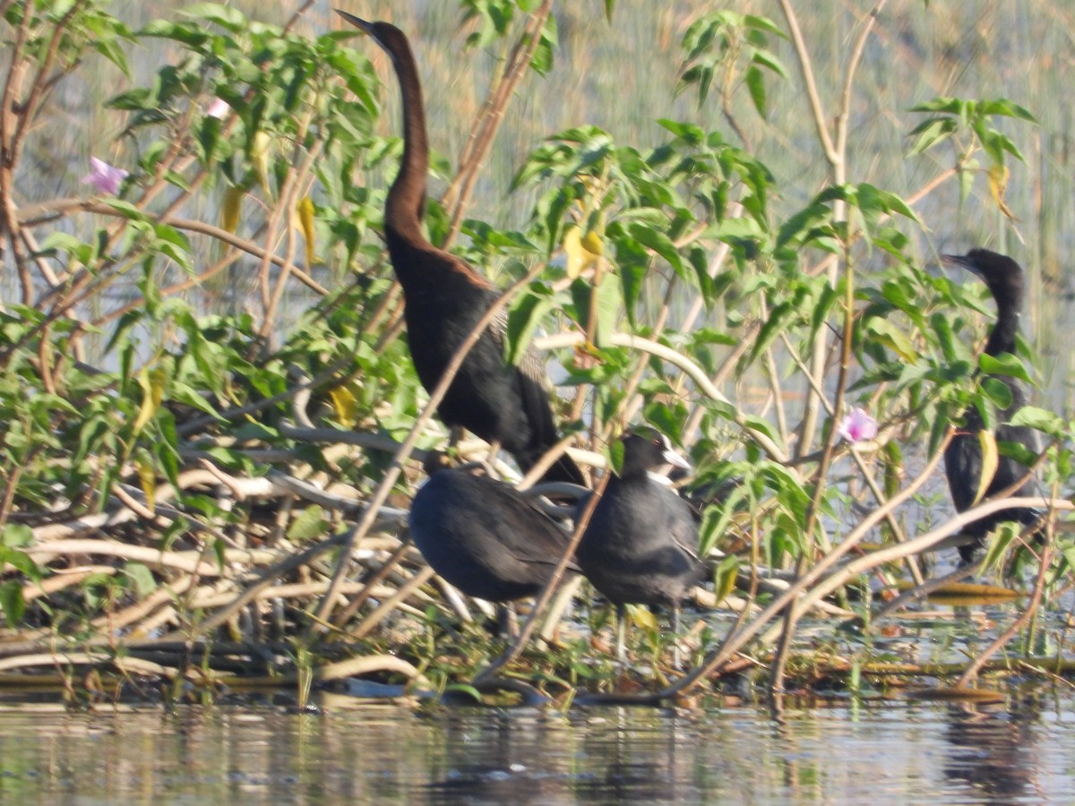 anhinga indomalajská - ML530985311