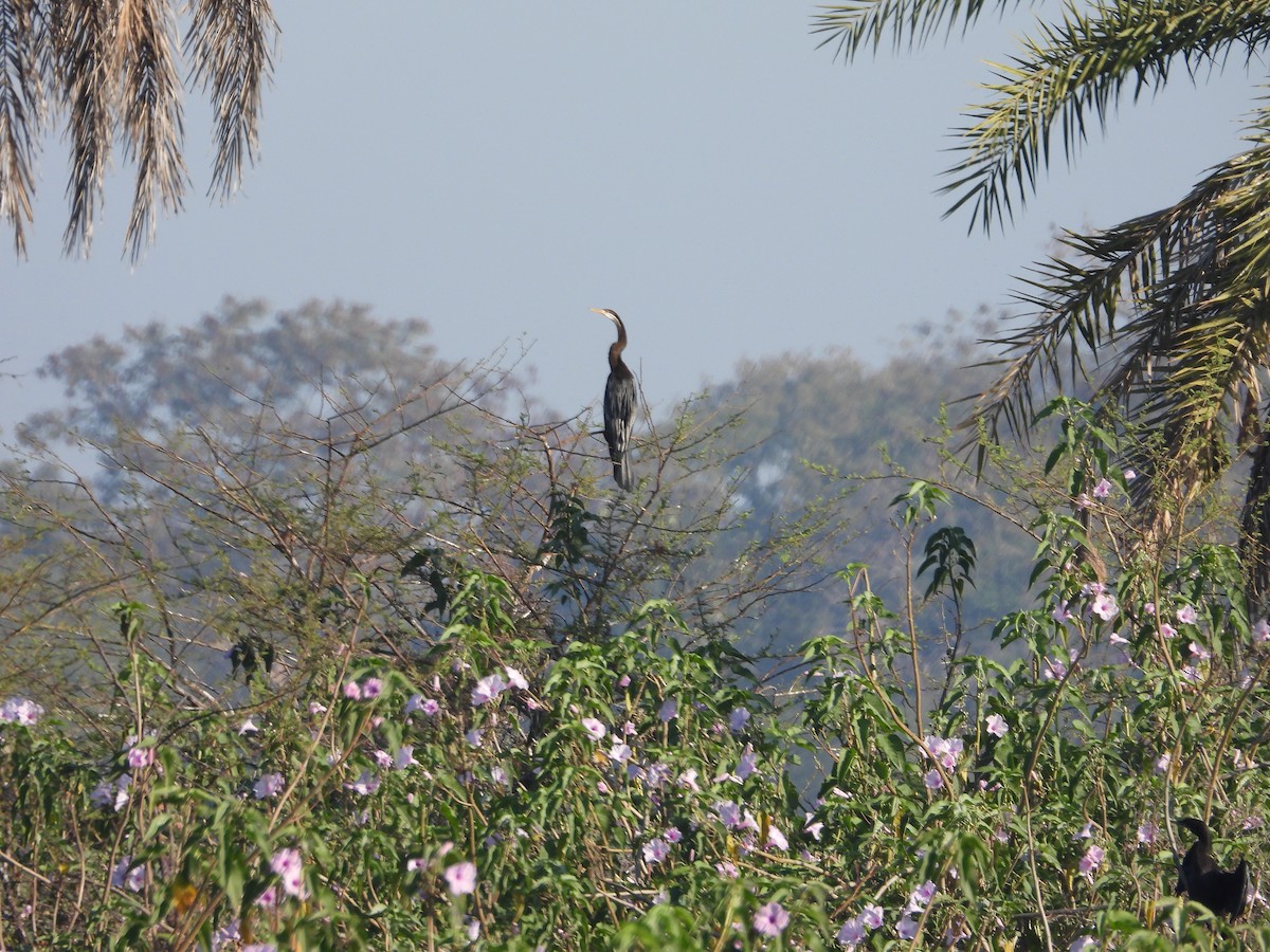 Oriental Darter - ML530985481