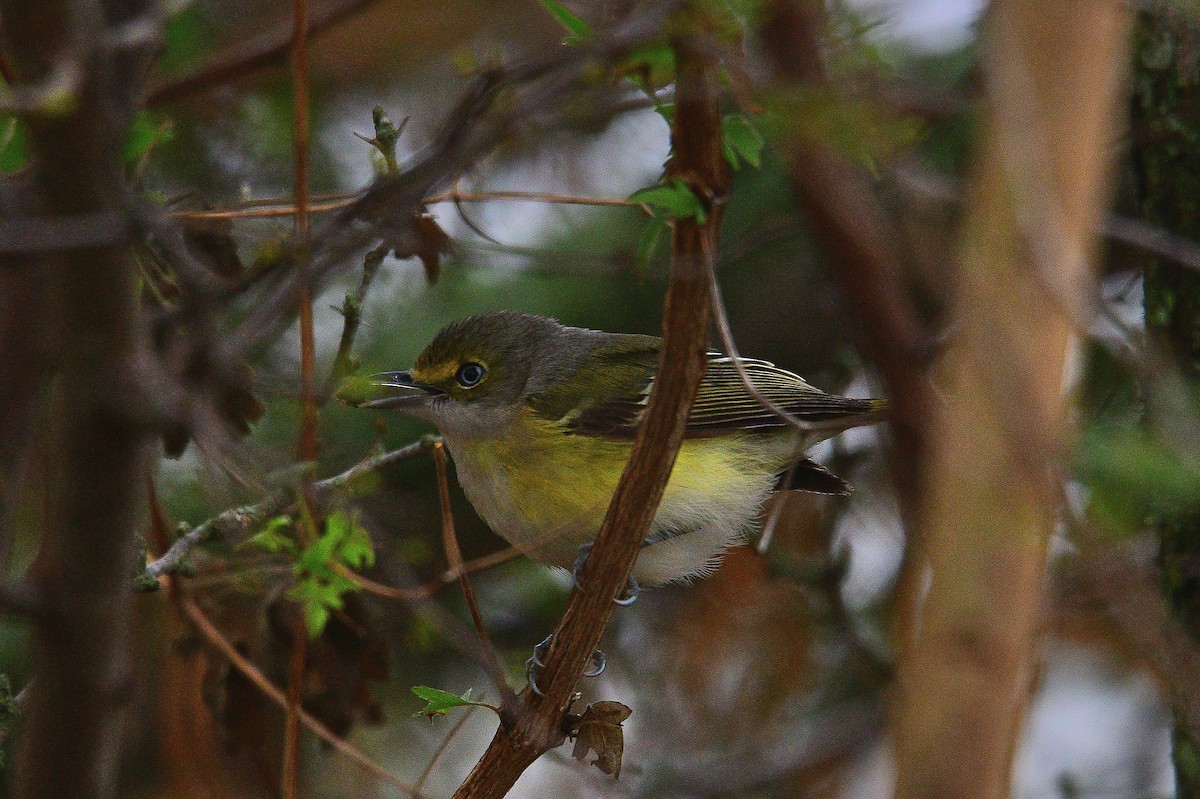 White-eyed Vireo - ML530985501