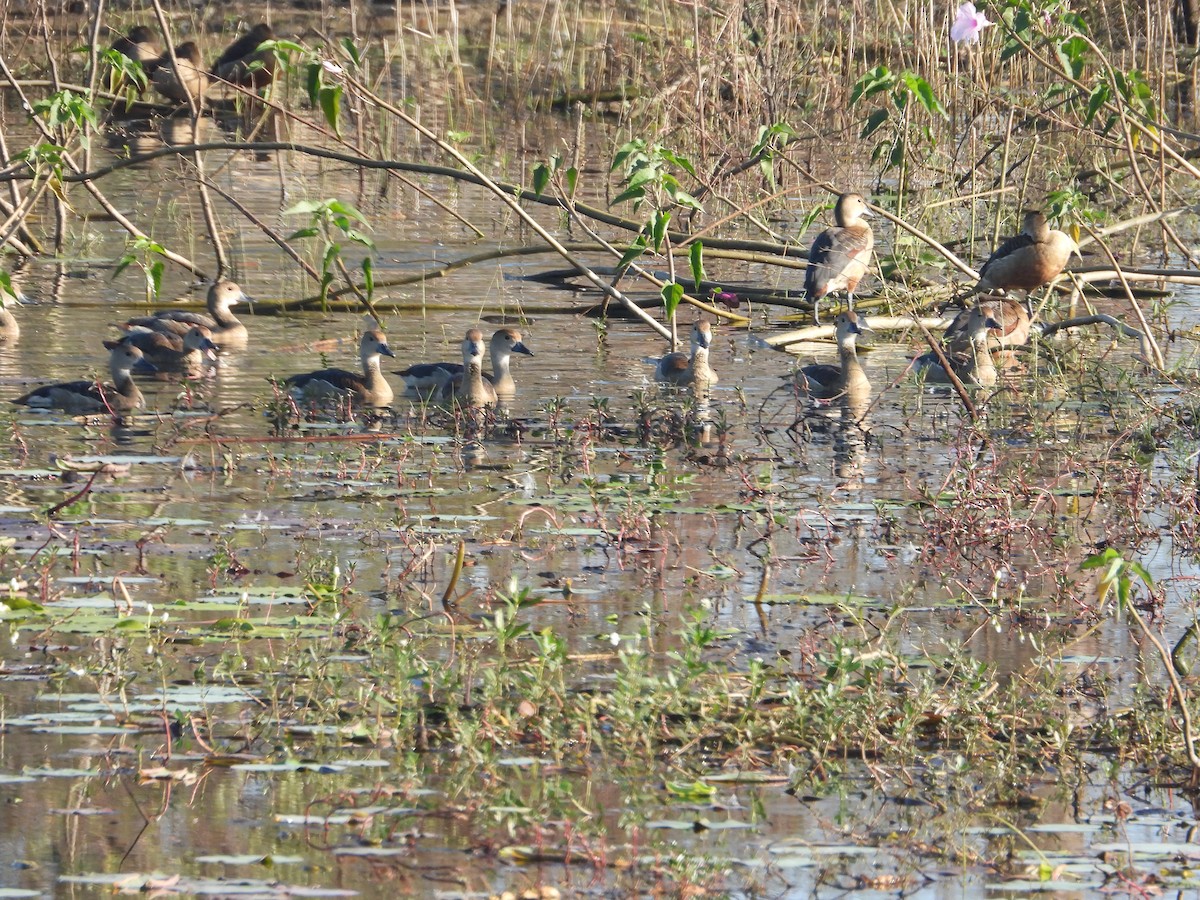 Lesser Whistling-Duck - ML530986401