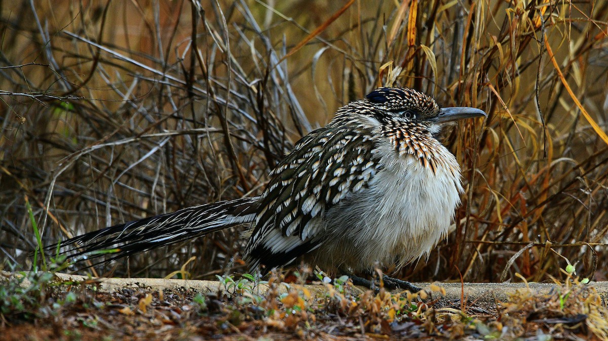 Greater Roadrunner - ML530986411