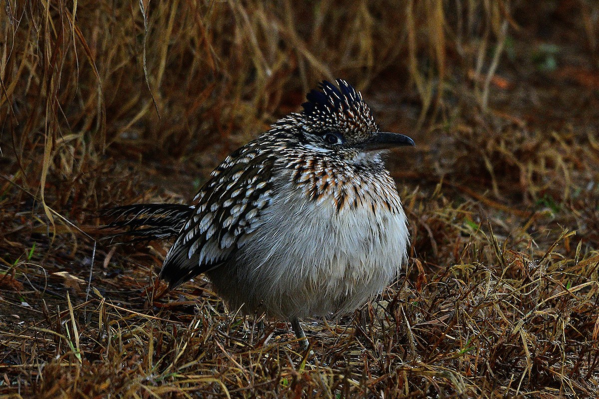 Greater Roadrunner - ML530986421