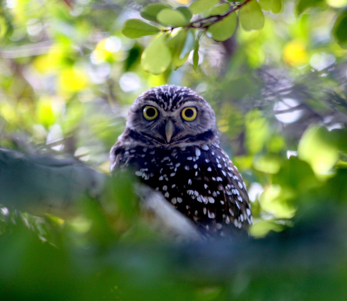 Burrowing Owl - Patrick Ellsworth