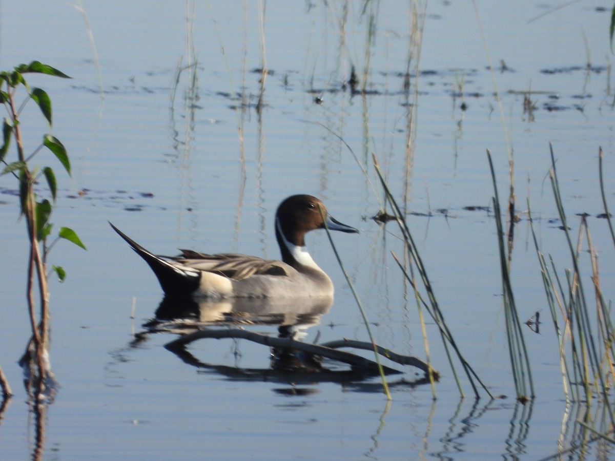 Northern Pintail - ML530986561