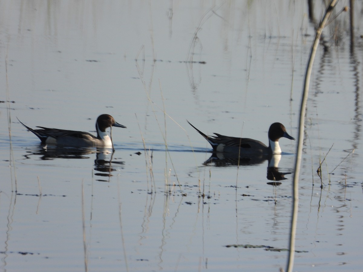 Northern Pintail - ML530986671