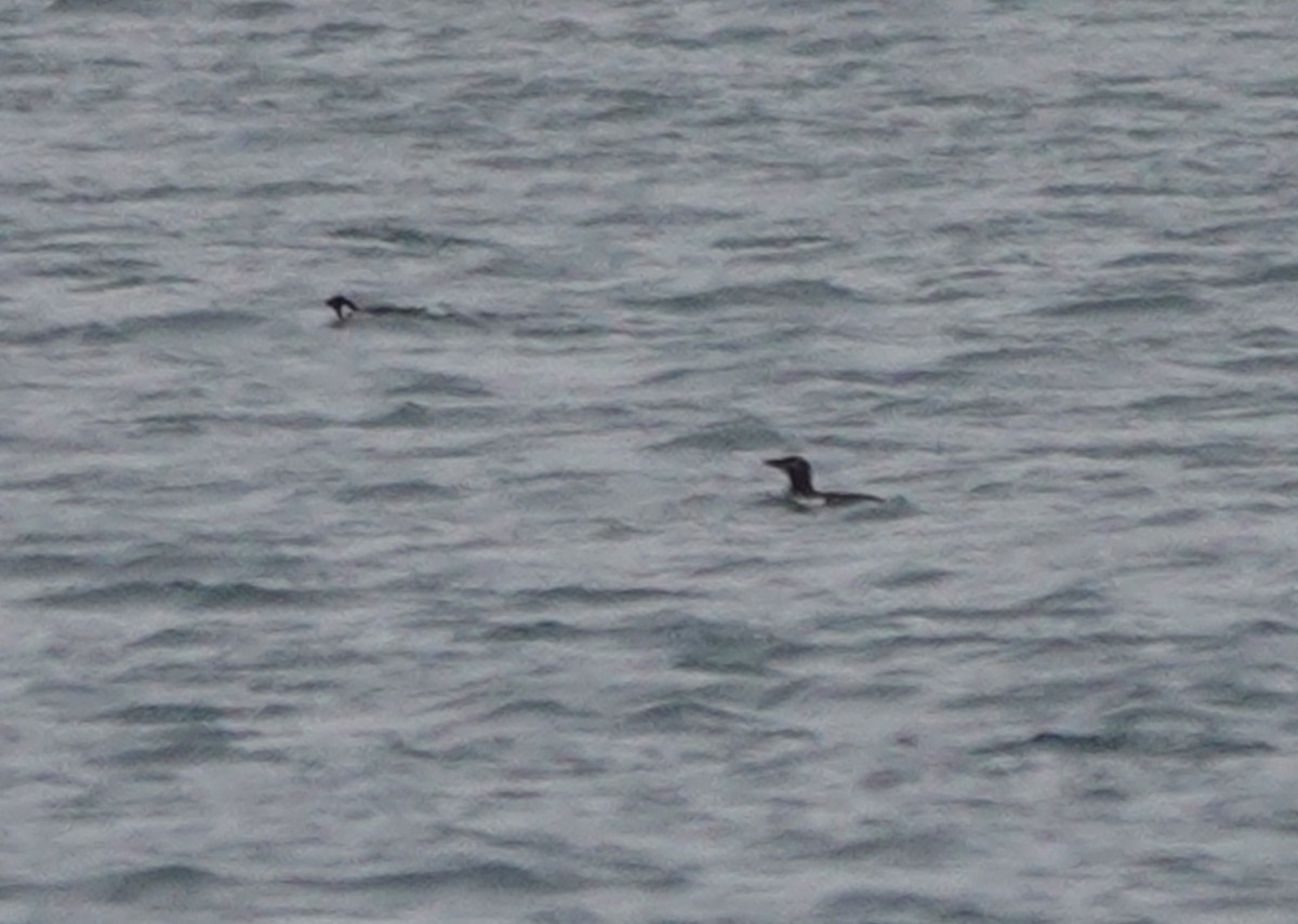 Ancient Murrelet - ML530986701