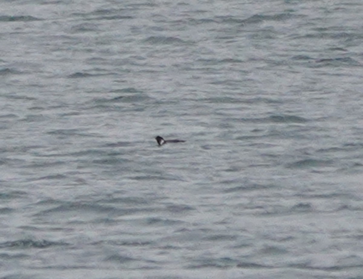 Ancient Murrelet - ML530986711