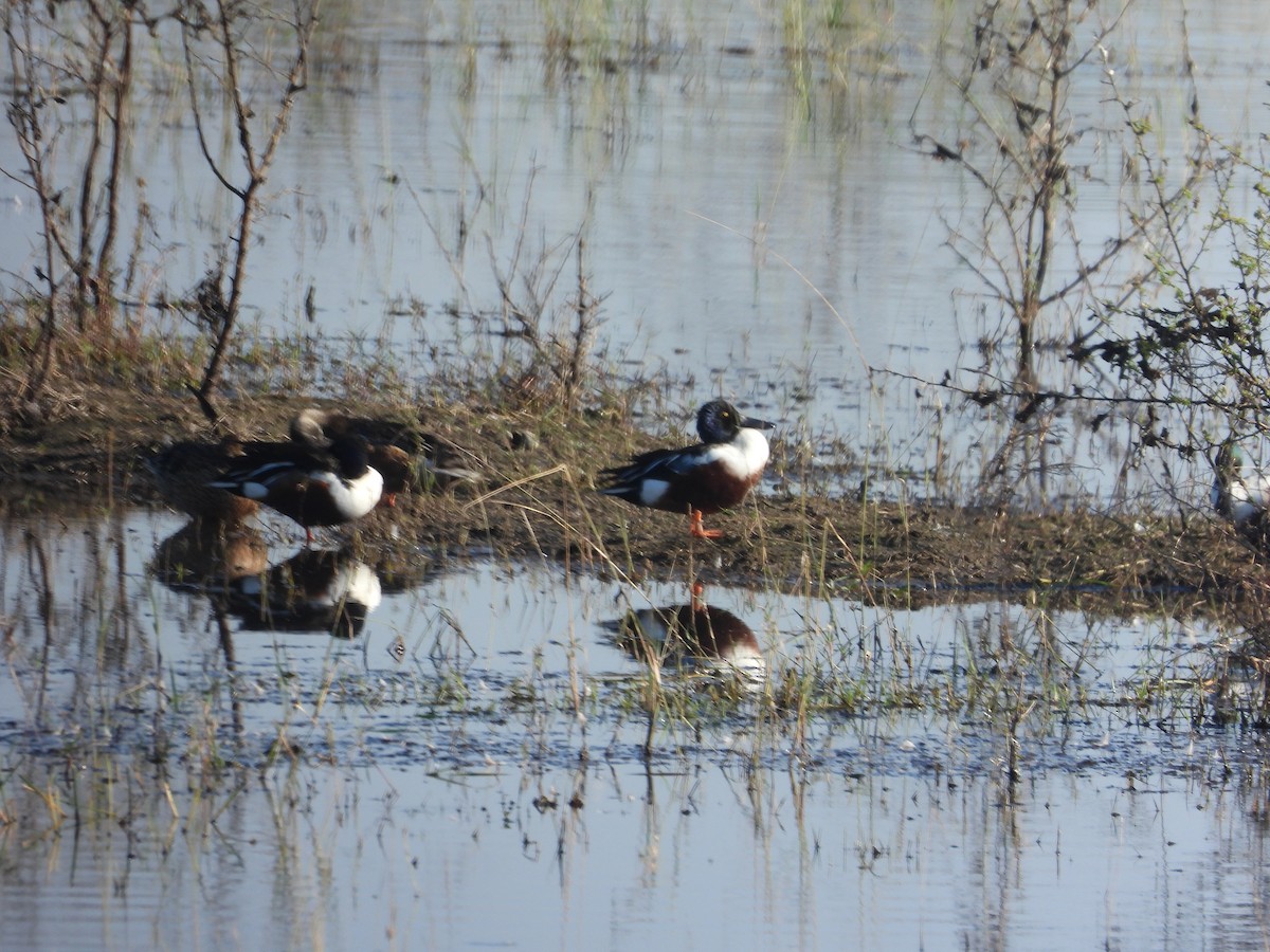 Northern Shoveler - ML530987401